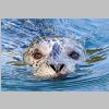 2017_06_10_2284_Sooke-Spirit_Bay-Sealion_IMG_1178_72dpi.jpg